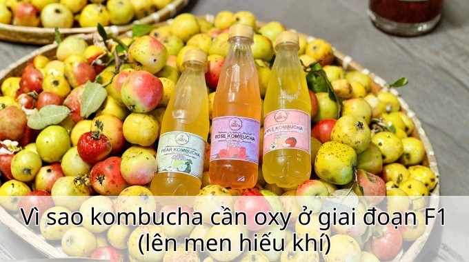 Vì sao kombucha cần oxy ở giai đoạn F1 (lên men hiếu khí)
